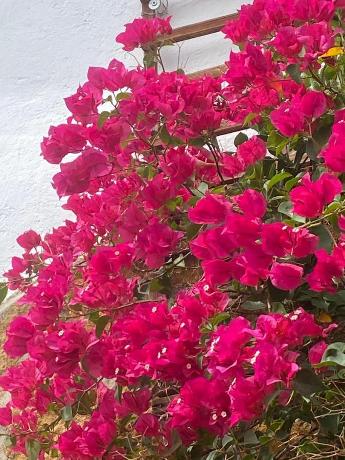 Cortijo Perejil, A Tranquil Mountain Escape & Private Pool Apartment Oria Exterior foto